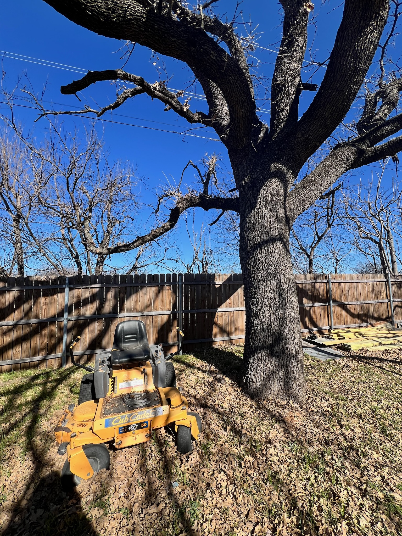 A vertical view of an oak tree in front of the cedar privacy fence, with a mower in the foreground.