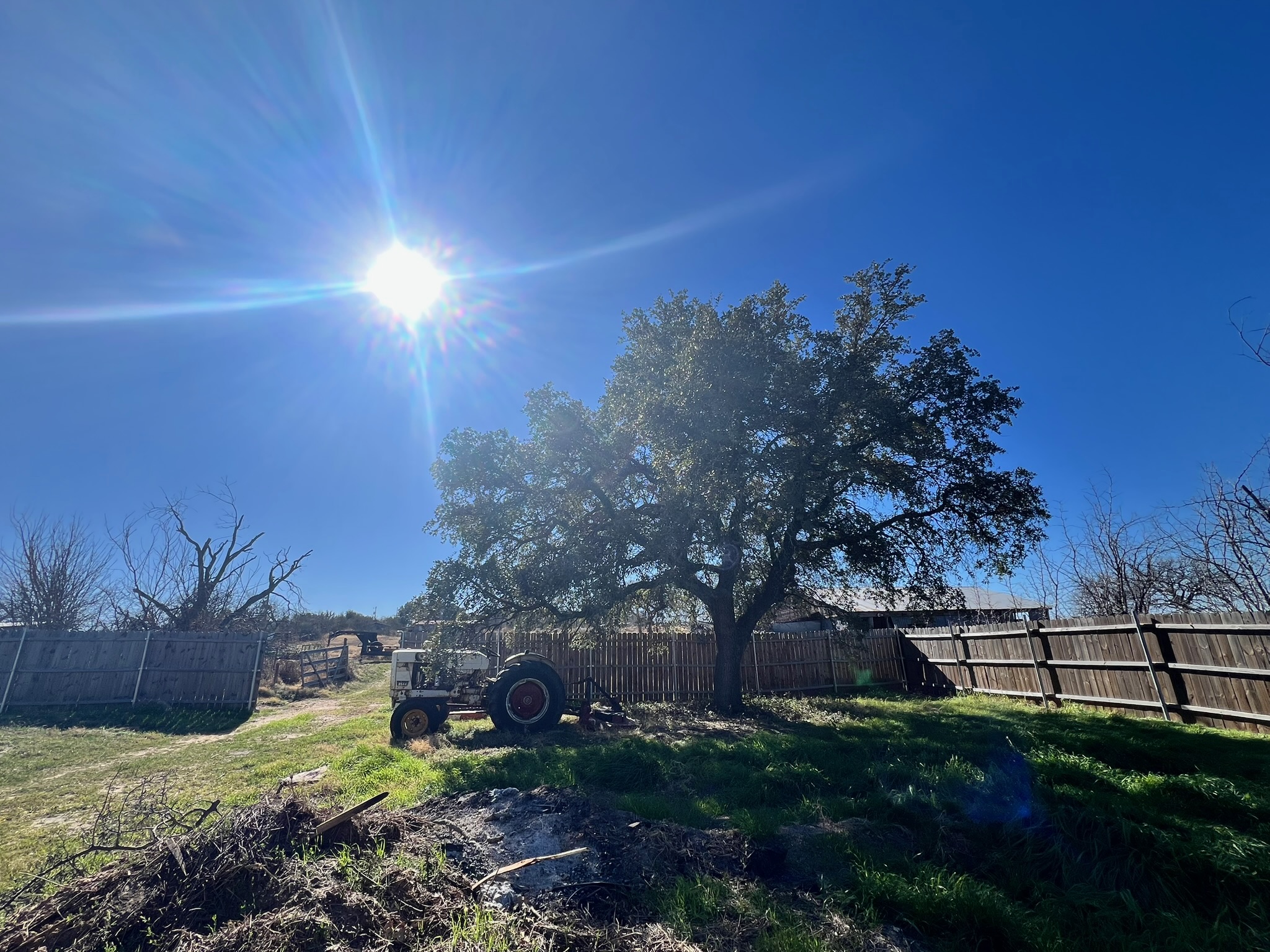 A large live oak tree in the yard, with a cedar privacy fence in the background.